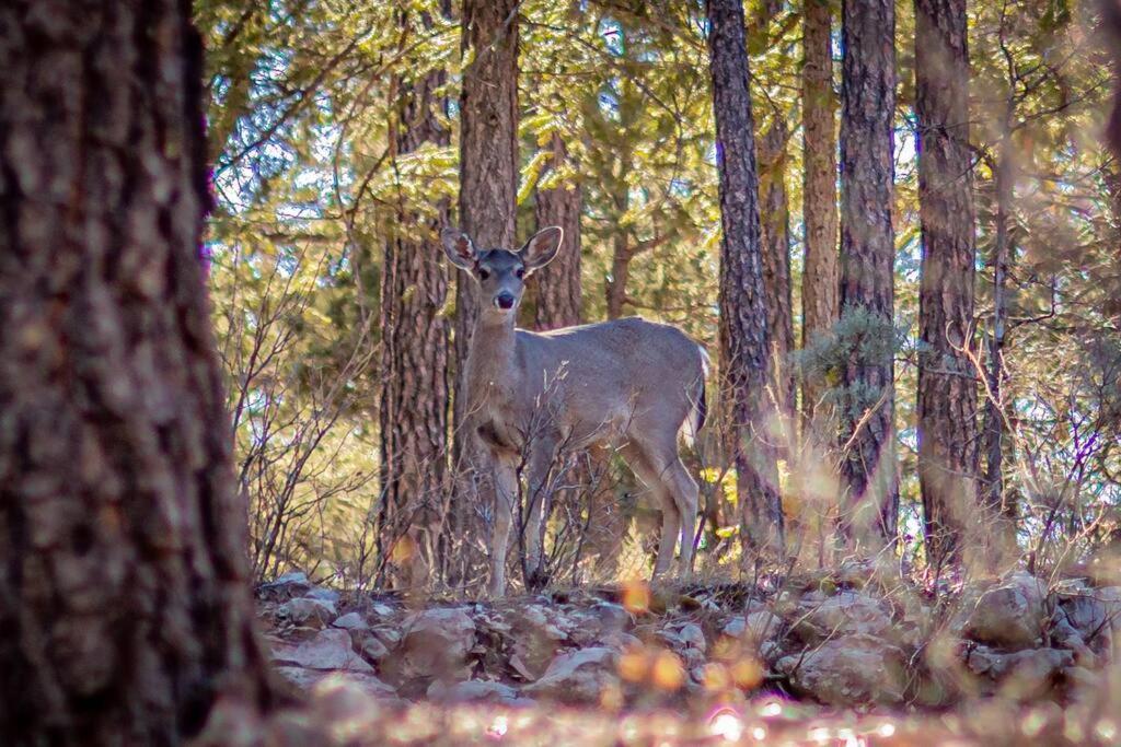 Forest Cabin 1 Hunters Blind Payson Bagian luar foto
